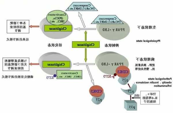 微芯生物(688321.SH)：西格列他钠从机制上没有减肥的作用  第1张